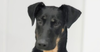 adoptable Dog in  named Ashley #2368