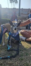 adoptable Dog in Studio City, CA named Buddy #8782