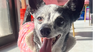 Buddy #8782 - Photo 2