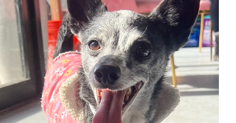 BUDDY #8782 - Chihuahua available for adoption
