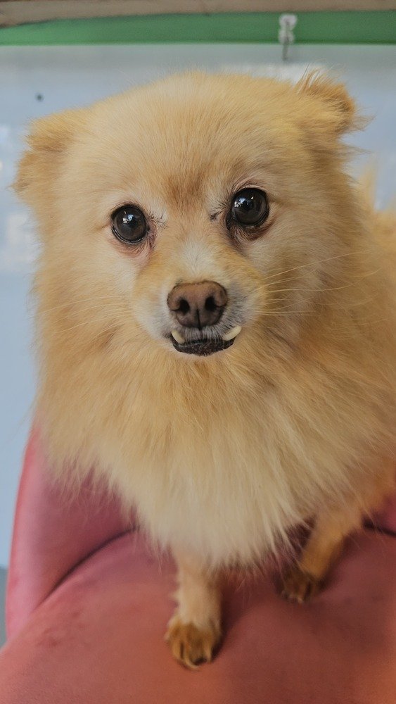 adoptable Dog in Studio City, CA named Seraphina