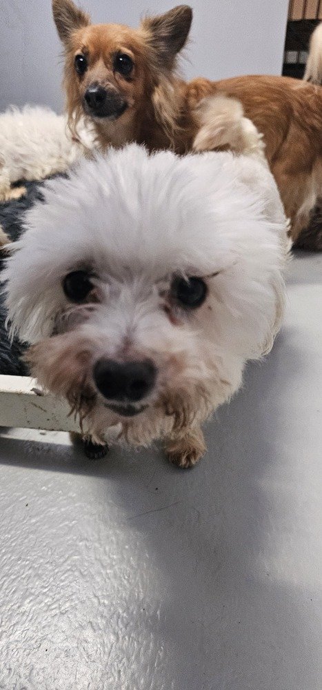 adoptable Dog in Studio City, CA named Oozy #1747