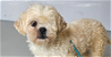 adoptable Dog in  named Romeo #0029