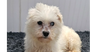 adoptable Dog in studio city, CA named Cupid #1719