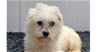 adoptable Dog in studio city, CA named Cupid #1719