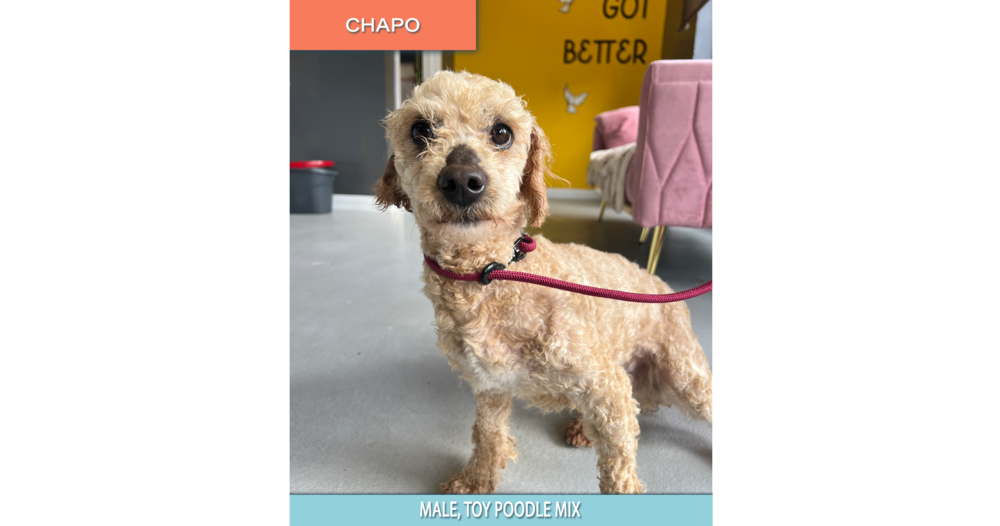 adoptable Dog in Studio City, CA named Chapo #4504