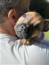 adoptable Dog in studio city, ca, CA named Haven #4594