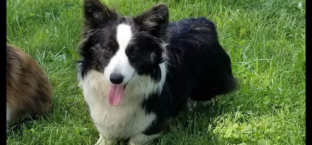 adoptable Dog in Studio City, CA named Lexus #8780