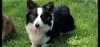 adoptable Dog in studio city, ca, CA named Lexus #8780