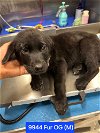 adoptable Dog in studio city, ca, CA named Fur OG #9944