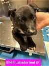 adoptable Dog in studio city, ca, CA named Labador Leaf #9946