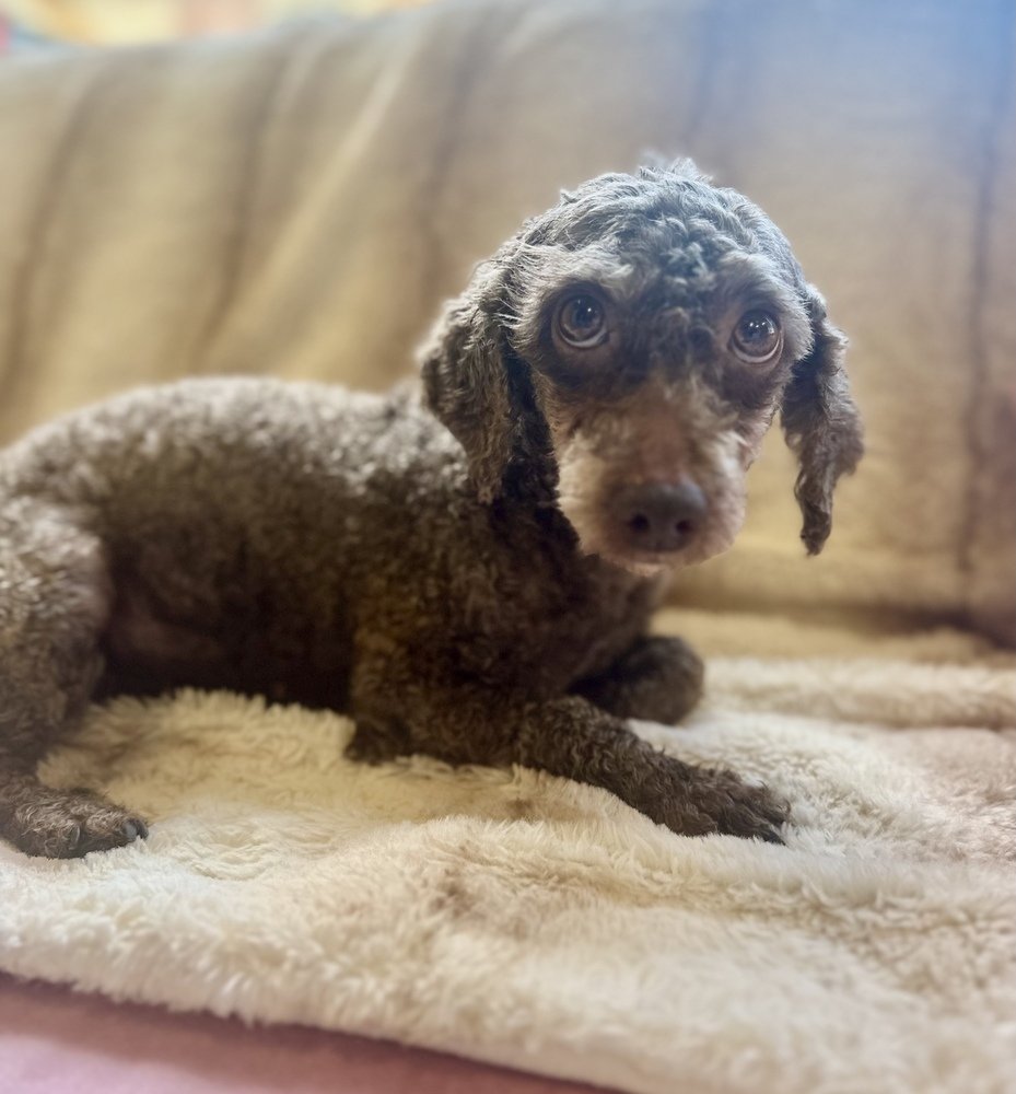 adoptable Dog in Studio City, CA named Van #7116/6222