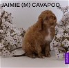 adoptable Dog in studio city, CA named Jaimie