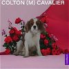 adoptable Dog in studio city, CA named Colton