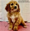 adoptable Dog in studio city, CA named Liam Lionheart