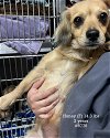 adoptable Dog in studio city, CA named Honey #8776