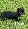 adoptable Dog in  named Oscar Meyer