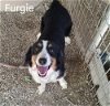 adoptable Dog in studio city, CA named Furgie