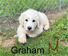 adoptable Dog in studio city, CA named Graham