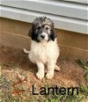 adoptable Dog in studio city, CA named Lantern