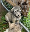 adoptable Dog in studio city, CA named Failla