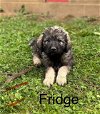 adoptable Dog in studio city, CA named Fridge