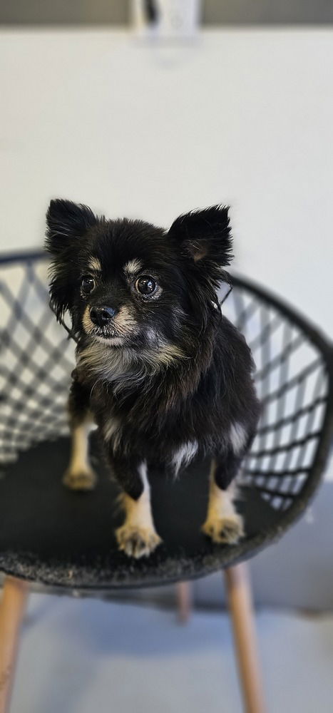 adoptable Dog in Studio City, CA named Goldie