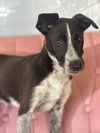 adoptable Dog in Studio City, CA named Dove #7308