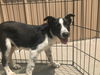 adoptable Dog in  named Javelin #7305