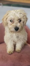 adoptable Dog in Studio City, CA named Mariner #9775