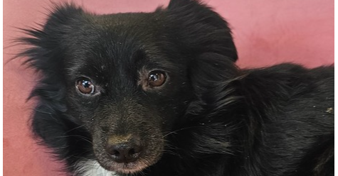 adoptable Dog in Studio City, CA named Boho #1934