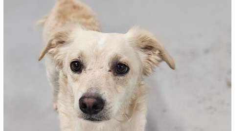 adoptable Dog in Studio City, CA named Kirby/Vibe #1846