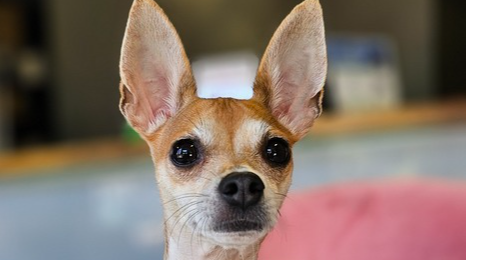 adoptable Dog in Studio City, CA named Chella #2206