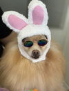 adoptable Dog in Studio City, CA named Seraphina