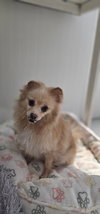 Seraphina - Photo 4