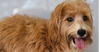 adoptable Dog in Studio City, CA named Sea Bassett #7901