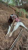 adoptable Dog in Studio City, CA named Mr. Earl #2440