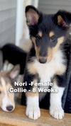 adoptable Dog in Studio City, CA named Nori # 1452