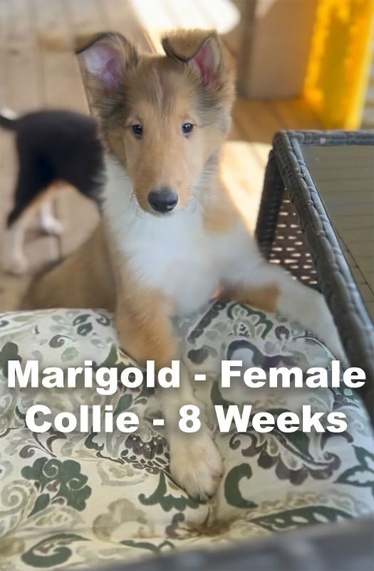 adoptable Dog in Studio City, CA named Marigold #1435