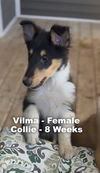 adoptable Dog in Studio City, CA named Vilma #1439