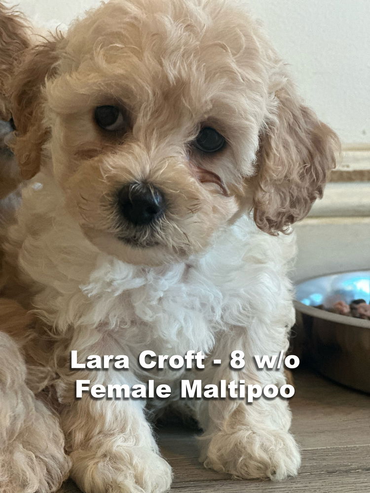 adoptable Dog in Studio City, CA named Lara Croft