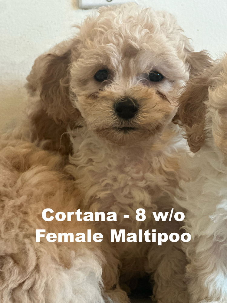 adoptable Dog in Studio City, CA named Cortana