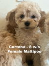 adoptable Dog in Studio City, CA named Cortana