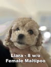 adoptable Dog in Studio City, CA named Liara