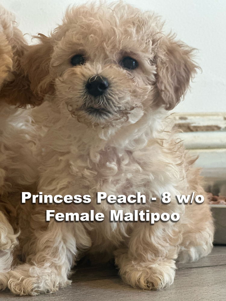 adoptable Dog in Studio City, CA named Princess Peach