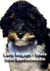 adoptable Dog in Studio City, CA named Lord Rogers/Rio