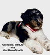 adoptable Dog in Studio City, CA named Groncicle/Coope