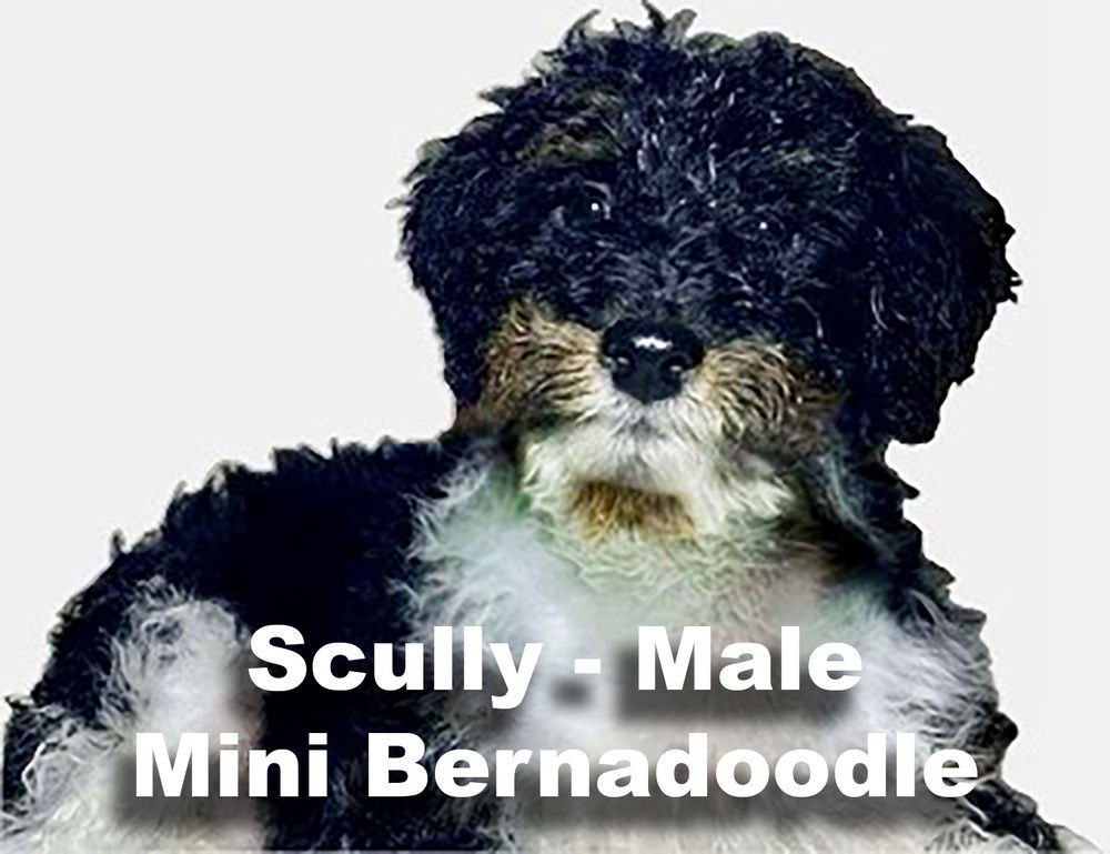 adoptable Dog in Studio City, CA named Scully/Cash