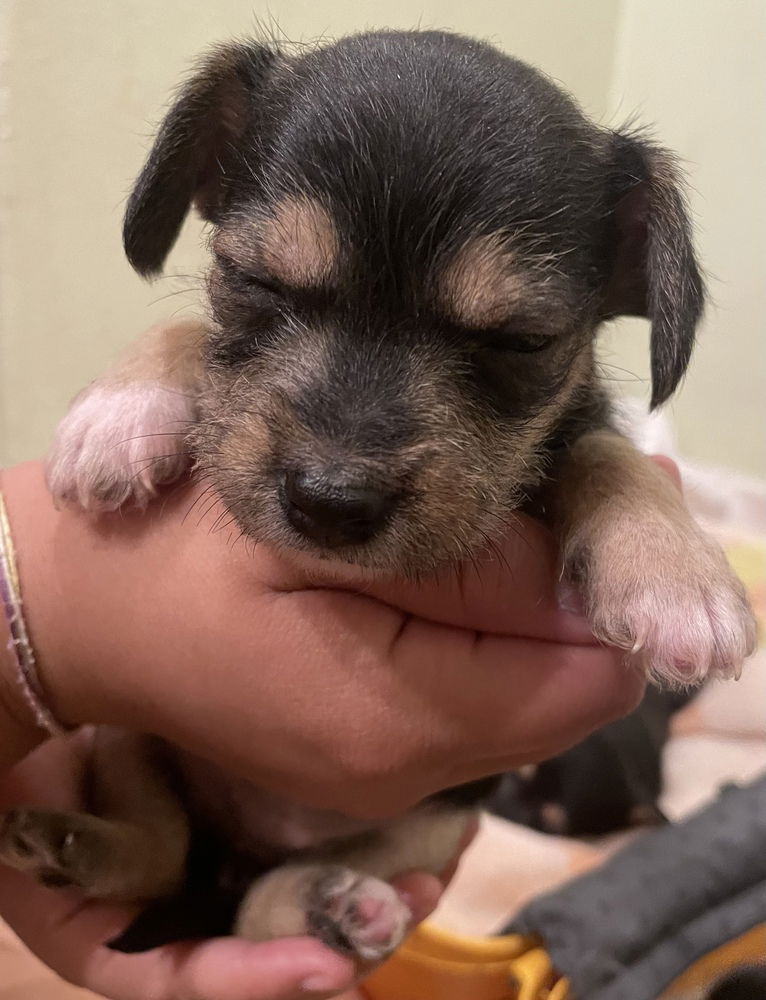 adoptable Dog in Studio City, CA named Mr. Tweedy