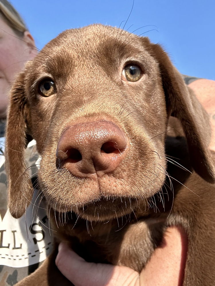 adoptable Dog in Studio City, CA named Knuckles